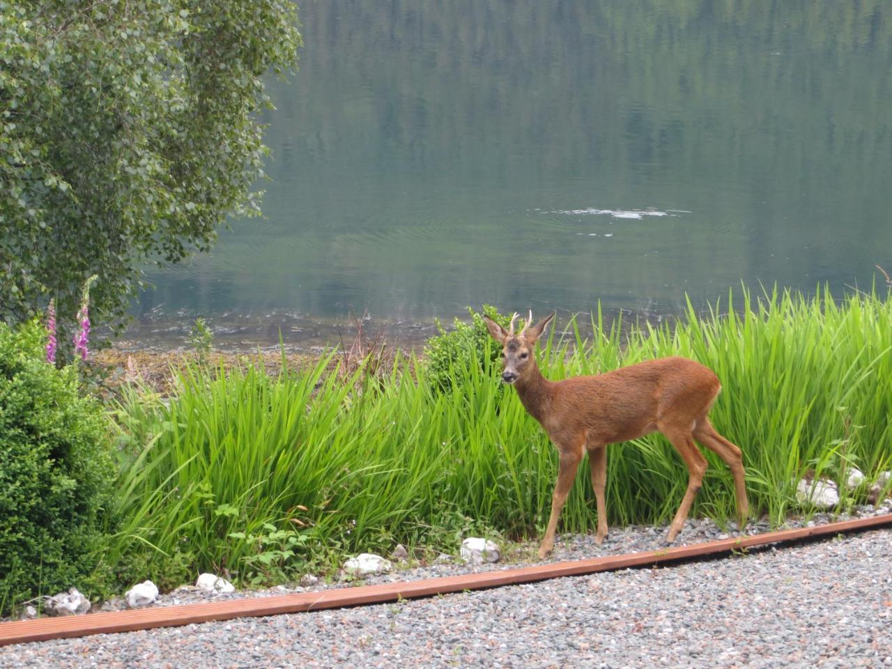 Lochwood Guest House Lochgoilhead Bagian luar foto